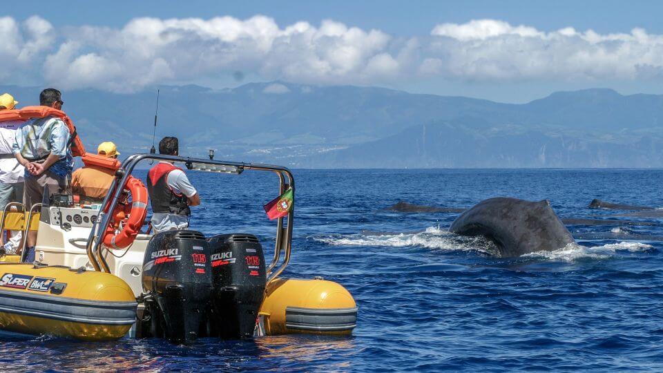 azores whales watching best water activities sao miguel island