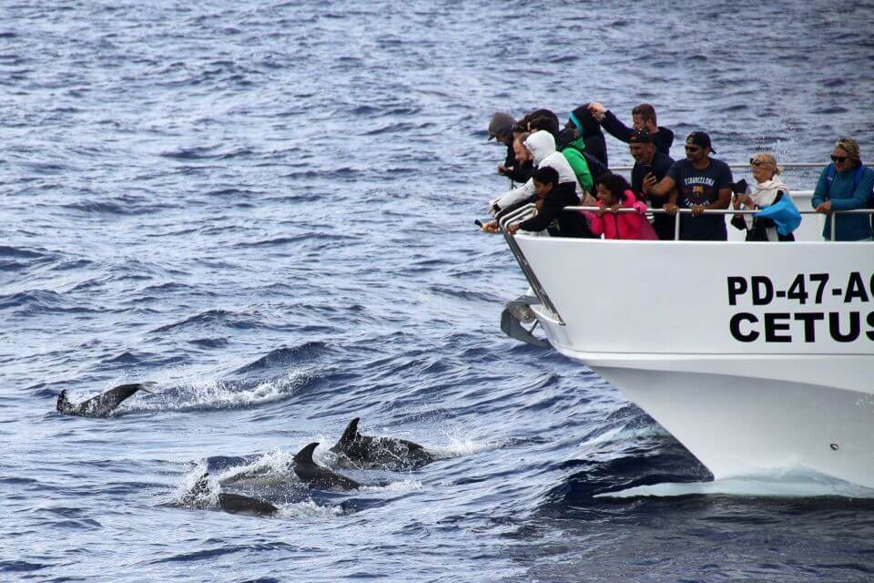 futurismo dolphins watching sao miguel island