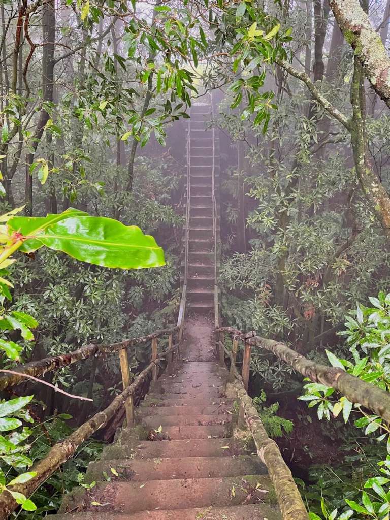 stairway in the forest