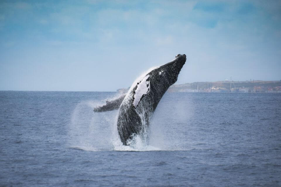 whale watching sao miguel