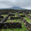 Wine tasting in Pico island in the Azores