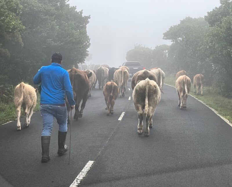 cows middle road azores islands