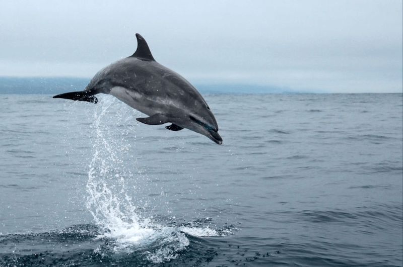 dolphin flying azores islands