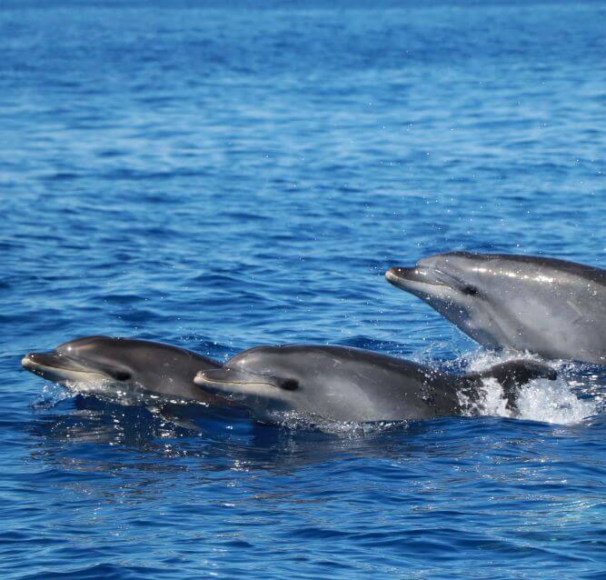 dolphins swimming azores