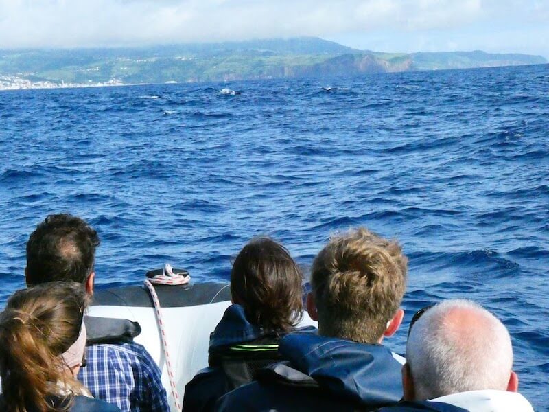 whales watching faial island