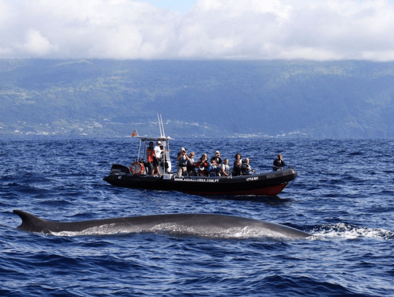 whales watching pico island azores