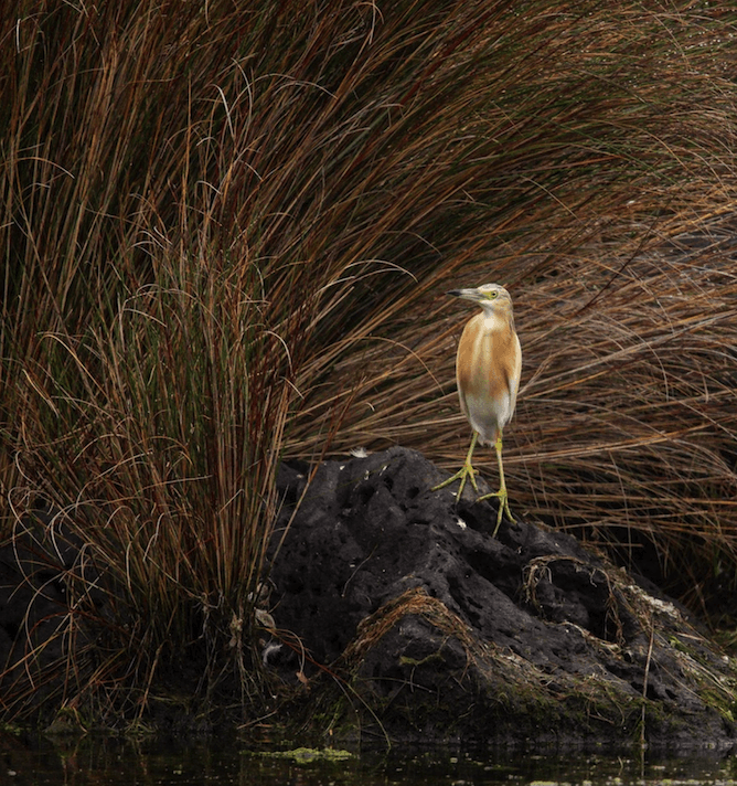 bird watching terceira island