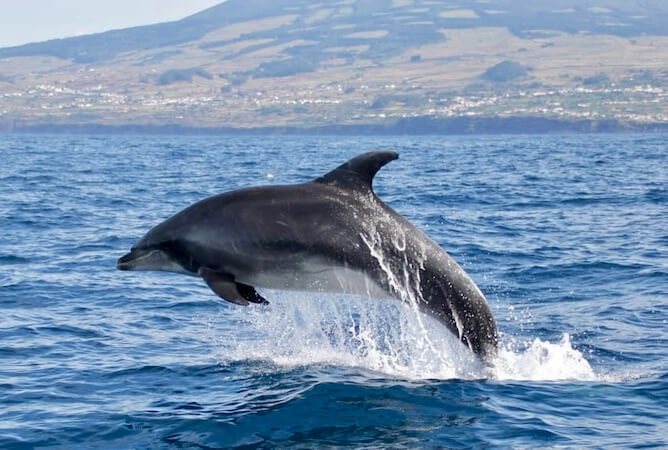 dolphin jumping azores