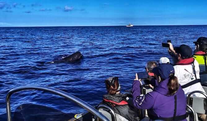 watching whales best things to do angra heroismo