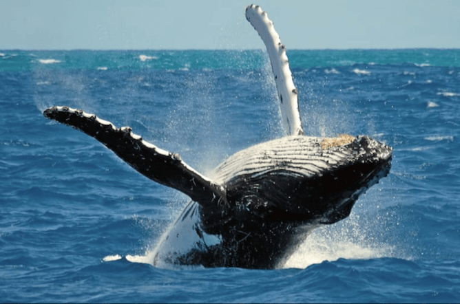 whale watching terceira island azores