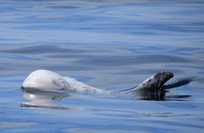 beautiful white dolphin