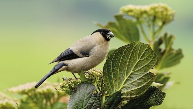 birdwatching corvo island