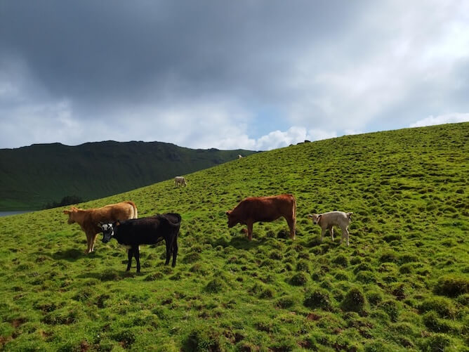 cows azores