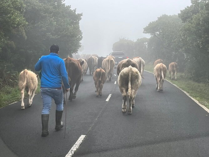 cows middle road azores