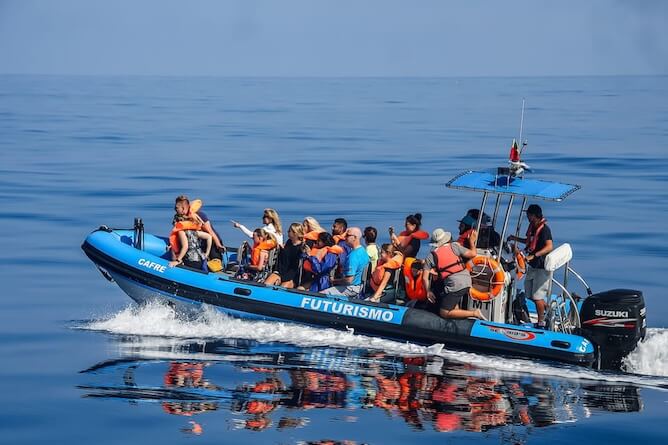 futurismo whale watching expedition azores