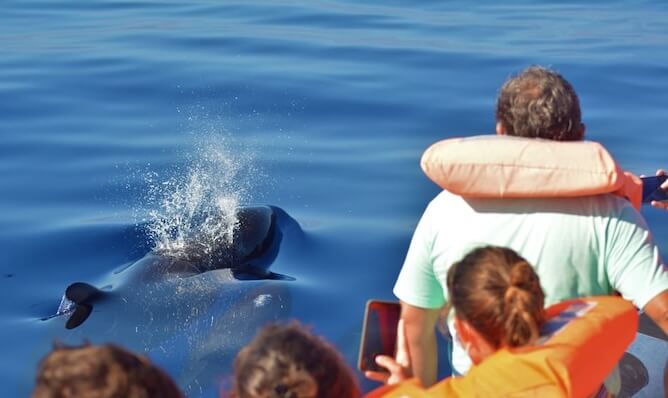 tourists photographing dolphin