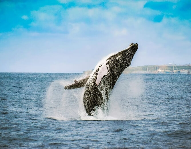 whale jumping azores