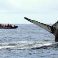 Whale watching in the Azores