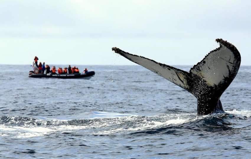 whale watching azores