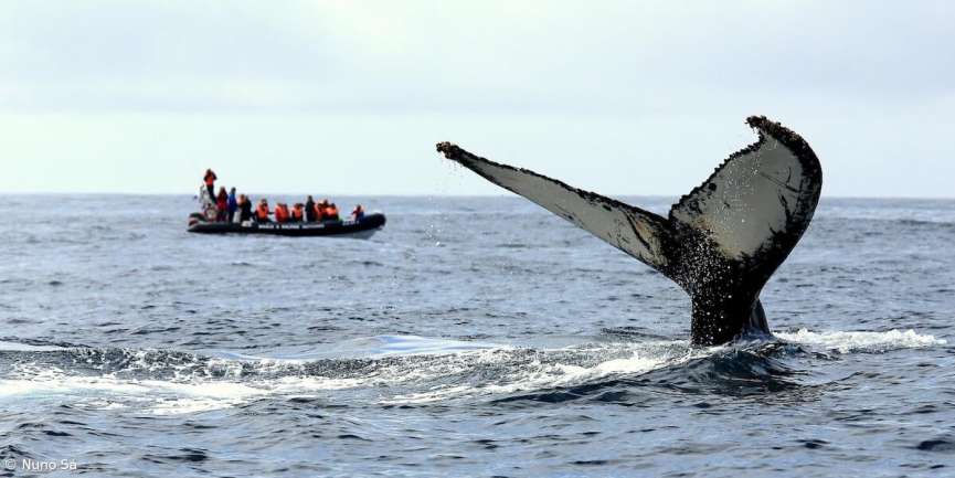 whale watching azores