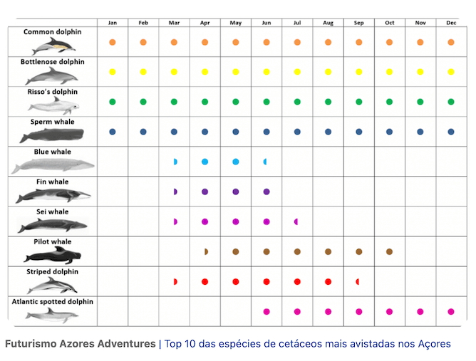 whales and dolphins species azores