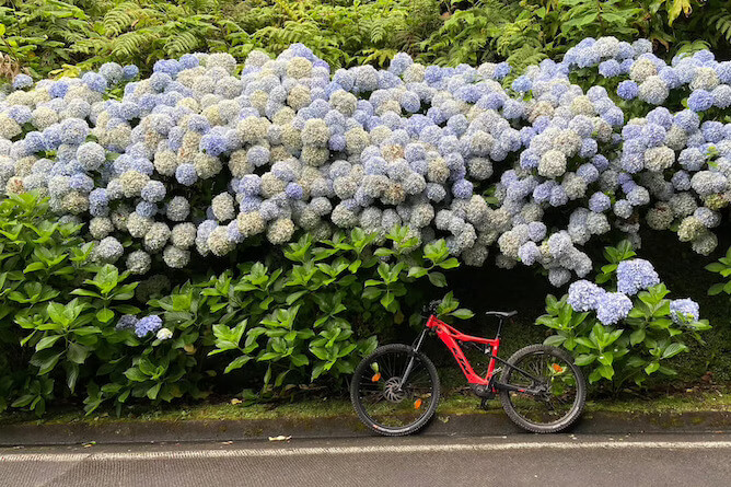 bicycle hydrangeas road
