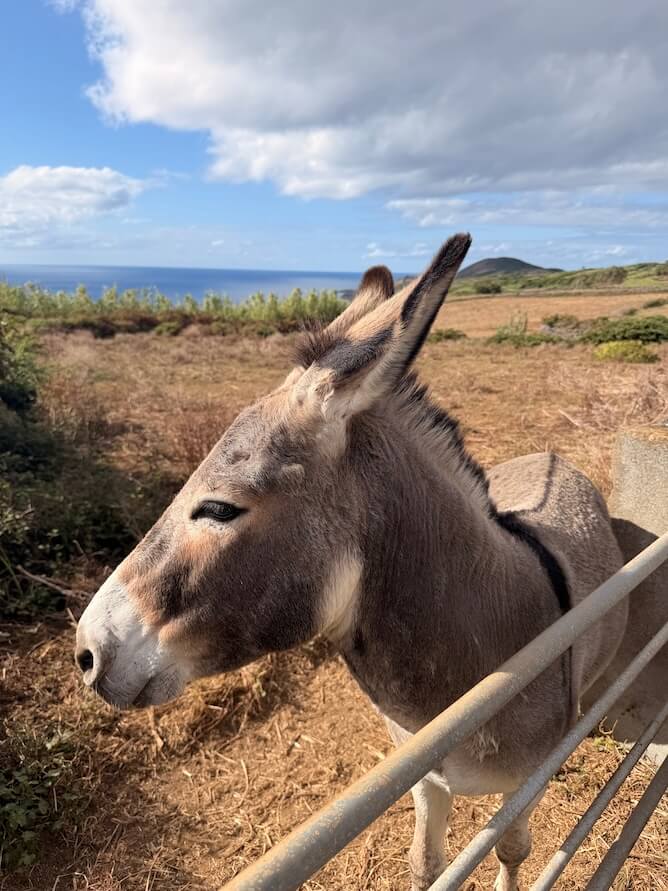 dwarf donkeys graciosa island azores