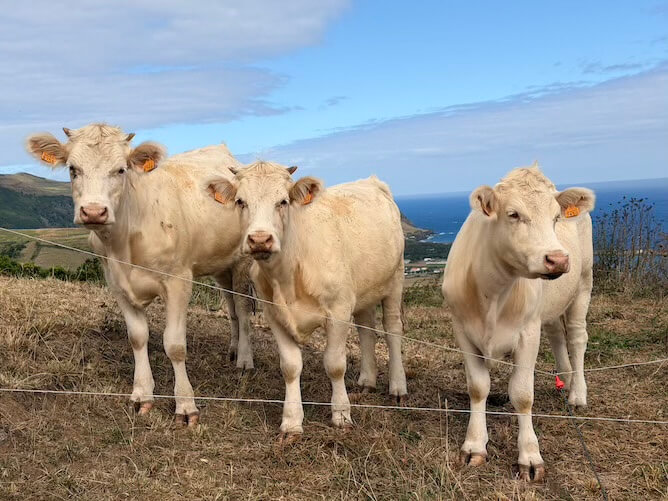 happy cows azores