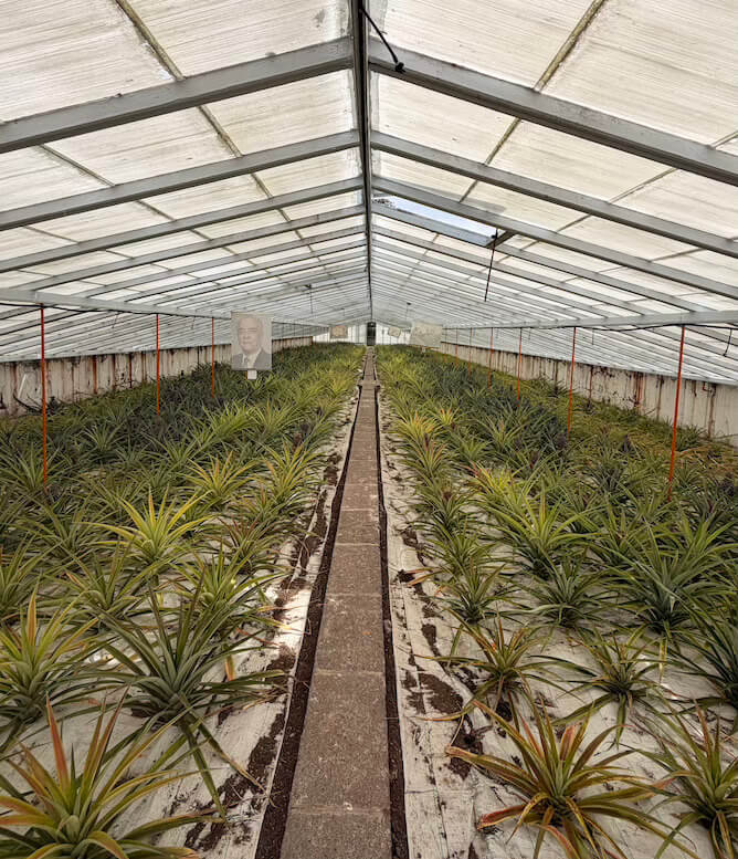 pinneapple plantation sao miguel azores