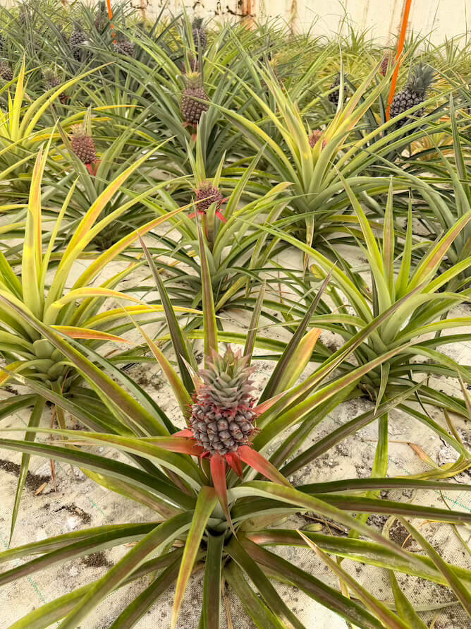 small pinneapple growing