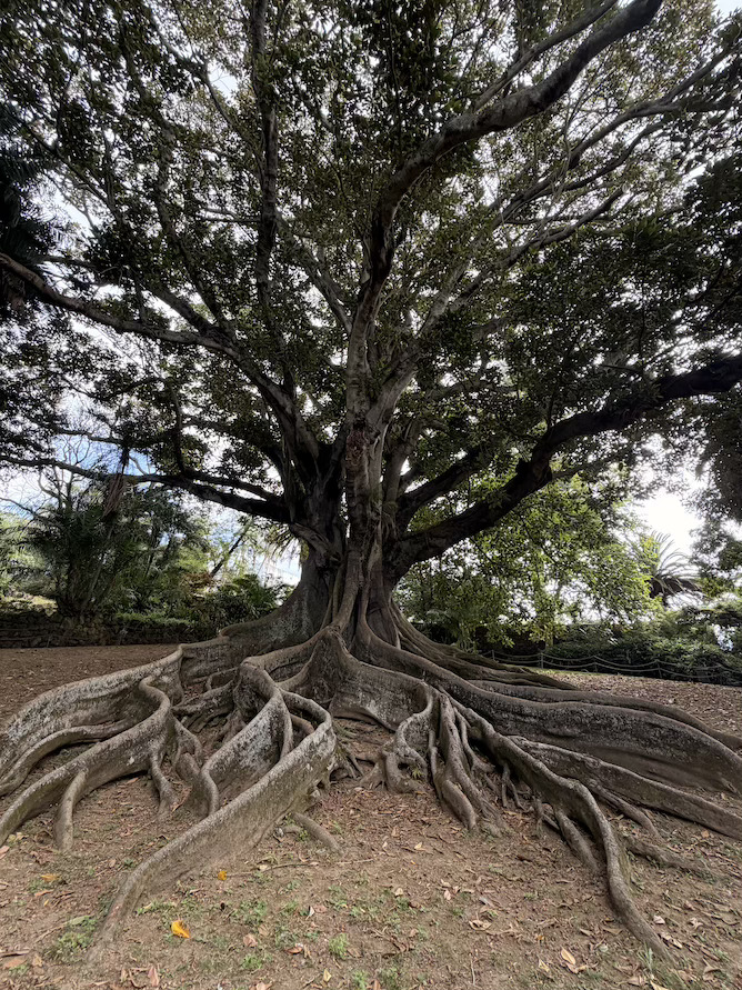 tall tree long roots